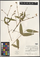 Filed as Lonicera standishii Jacques fo. lancifolia Rehder [family CAPRIFOLIACEAE]