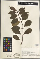 Filed as Viburnum farreri Stearn [family VIBURNACEAE]