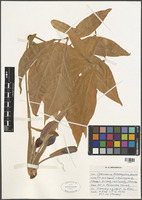 Filed as Syngonium podophyllum Schott [family ARACEAE]