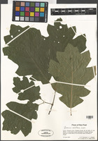 Quercus velutina Lam. [family FAGACEAE]