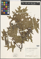 Quercus palustris Munchh. [family FAGACEAE]