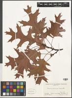 Quercus coccinea Munchh. [family FAGACEAE]