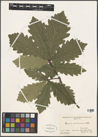 Quercus canariensis Willd. [family FAGACEAE]