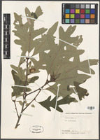 Quercus alba L. [family FAGACEAE]