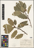 Quercus petraea (Matt.) Liebl. [family FAGACEAE]
