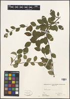 Filed as Cotoneaster hupehensis Rehder & E.H. Wilson [family ROSACEAE]
