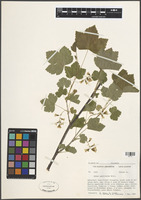 Filed as Ribes americanum Mill. [family GROSSULARIACEAE]