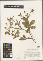 Potentilla nepalensis Hook. [family ROSACEAE]