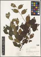Cotoneaster foveolatus Rehder & E.H. Wilson [family ROSACEAE]