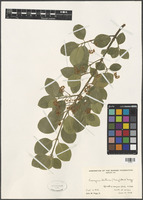 Euonymus fortunei (Turcz.) Hand.-Mazz. [family CELASTRACEAE]