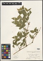 Filed as Lonicera standishii Jacques fo. lancifolia Rehder [family CAPRIFOLIACEAE]