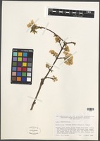 Filed as Viburnum farreri Stearn cv. album [family VIBURNACEAE]