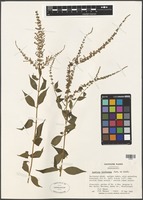 Filed as Buddleja lindleyana Fortune [family SCROPHULARIACEAE]