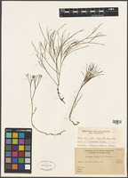 Filed as Psilotum nudum (L.) P. Beauv. [family PSILOTACEAE]