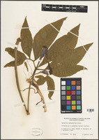 Filed as Syngonium podophyllum Schott [family ARACEAE]