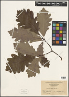 Quercus alba L. [family FAGACEAE]