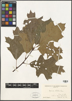 Quercus velutina Lam. [family FAGACEAE]