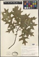 Quercus palustris Munchh. [family FAGACEAE]