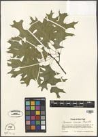 Quercus coccinea Munchh. [family FAGACEAE]