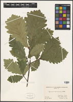 Quercus canariensis Willd. [family FAGACEAE]