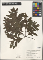Quercus alba L. [family FAGACEAE]
