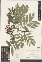Sorbus aucuparia L. [family ROSACEAE]