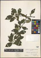 Cotoneaster foveolatus Rehder & E.H. Wilson [family ROSACEAE]
