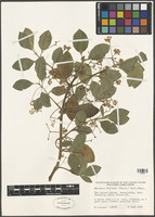 Euonymus fortunei (Turcz.) Hand.-Mazz. [family CELASTRACEAE]