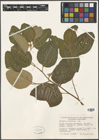 Ziziphus mauritiana Lam. [family RHAMNACEAE]
