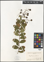 Lagerstroemia indica L. [family LYTHRACEAE]