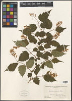 Neillia sinensis Oliv. [family ROSACEAE]