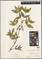 Filed as Lonicera standishii Jacques fo. lancifolia Rehder [family CAPRIFOLIACEAE]