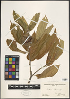 Filed as Castanea sativa Mill. [family FRAGACEAE]