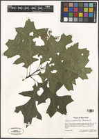 Quercus palustris Munchh. [family FAGACEAE]