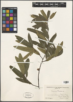 Quercus phellos L. [family FAGACEAE]