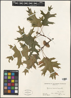 Quercus coccinea Munchh. [family FAGACEAE]