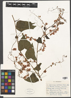 Filed as Antigonon leptopus Hook. & Arn. [family POLYGONACEAE]