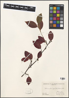 Filed as Cotoneaster foveolatus Rehder & E.H. Wilson [family ROSACEAE]