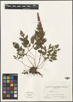 Filed as Astilbe chinensis (Maxim.) Franch. & Sav. var. pumila auct. [family SAXIFRAGACEAE]