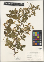 Rubus allegheniensis Porter [family ROSACEAE]