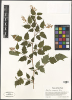 Neillia sinensis Oliv. [family ROSACEAE]