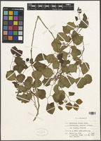 Dalbergia sissoo Roxb. ex DC. [family FABACEAE]