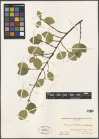 Euonymus fortunei (Turcz.) Hand.-Mazz. [family CELASTRACEAE]
