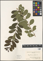 Lagerstroemia indica L. [family LYTHRACEAE]