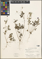 Erodium cygnorum Nees [family GERANIACEAE]
