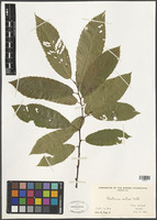 Filed as Castanea sativa Mill. [family FRAGACEAE]