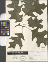 Quercus velutina Lam. [family FAGACEAE]