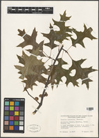 Quercus palustris Munchh. [family FAGACEAE]