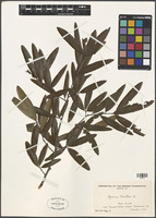 Quercus phellos L. [family FAGACEAE]