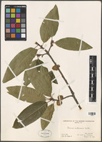 Quercus imbricaria Michx. [family FAGACEAE]